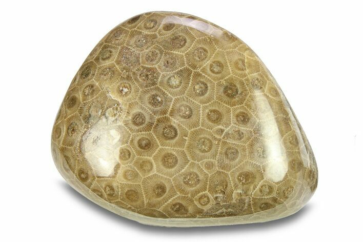 Large, Polished Petoskey Stone (Fossil Coral) - Michigan #293392